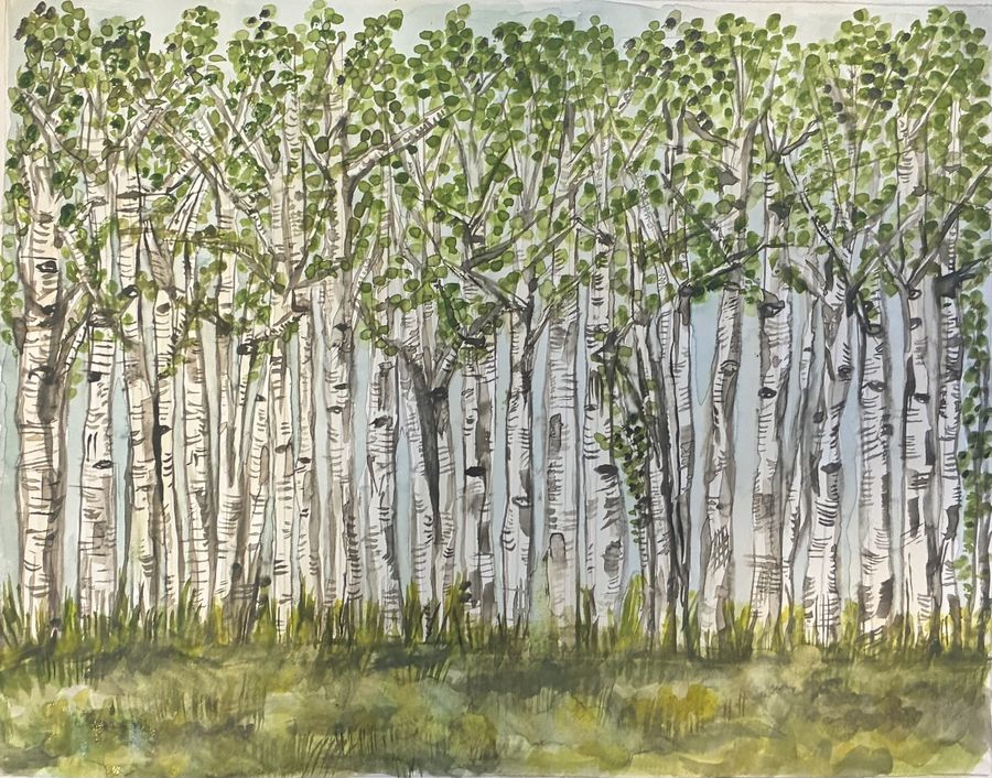 Aspen Alley by Jenny W. Green: A dense grove of white aspen trunks with bright green leaves above tall grass