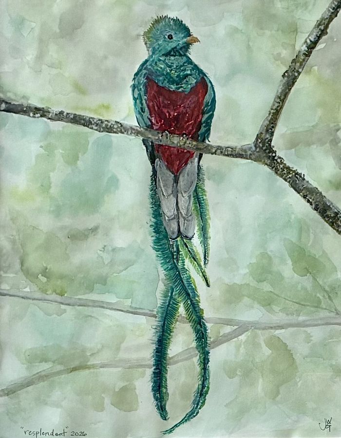 Resplendent by Jenny W. Green: A resplendent quetzal with a red breast and long green tail feathers perched on a branch